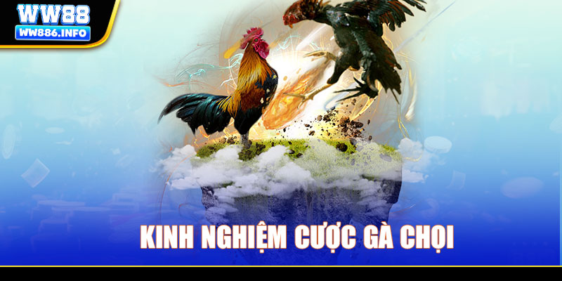 Kinh nghiệm cược gà chọi